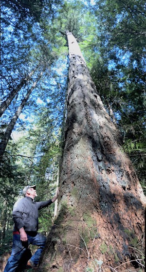 big-tree-barry